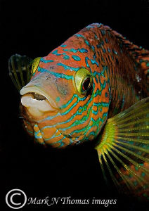 Corkwing wrasse.
60mm. by Mark Thomas 